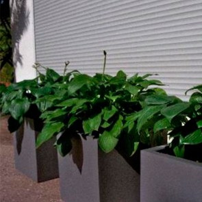 Hosta-im-Kubus-grau.jpg